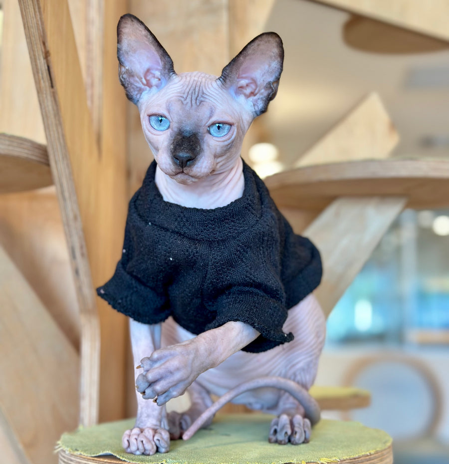 Venera Canadian Sphynx female, tortie seal pointed