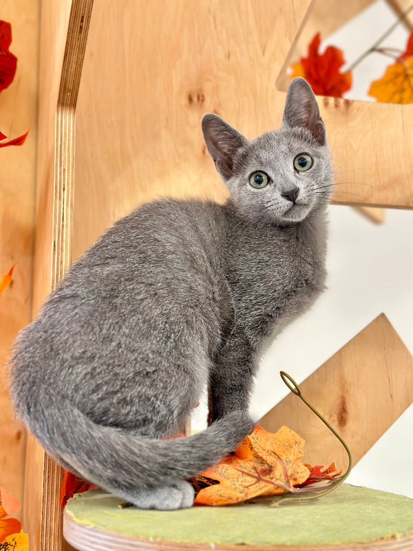 Aster Russian Blue male, blue