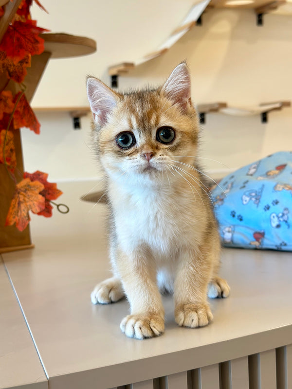 Yanir British Shorthair male, black golden ticked tabby