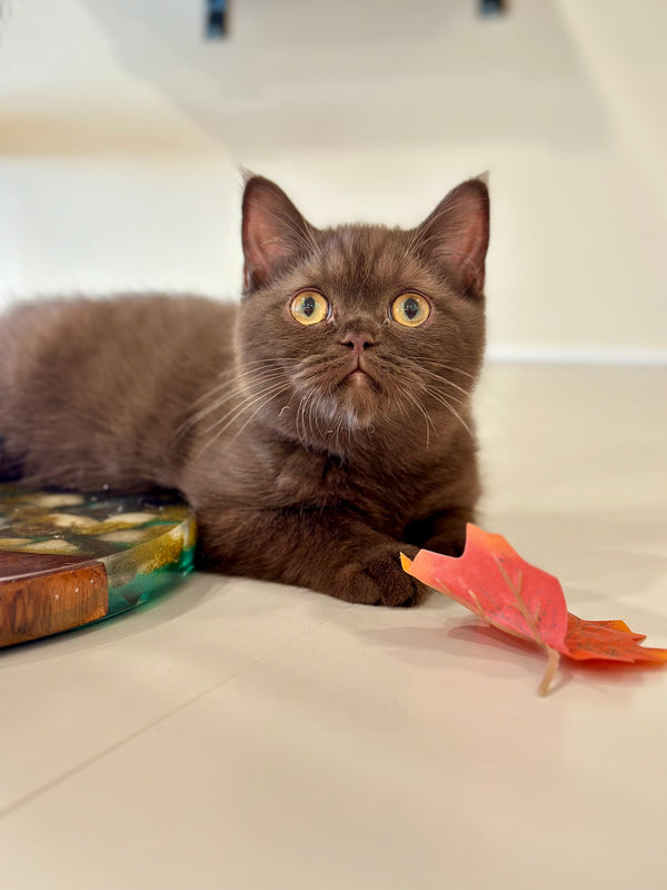 Jennifer British Shorthair female, chocolate