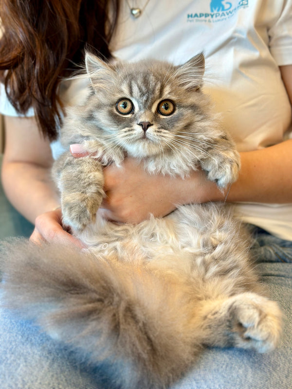 Kolin Scottish Straight male, blue spotted tabby