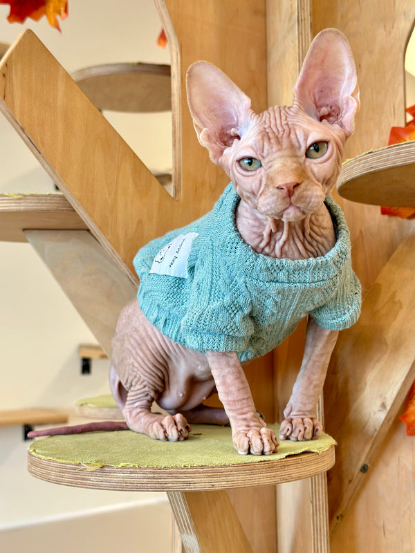 Eliot Canadian Sphynx male, red