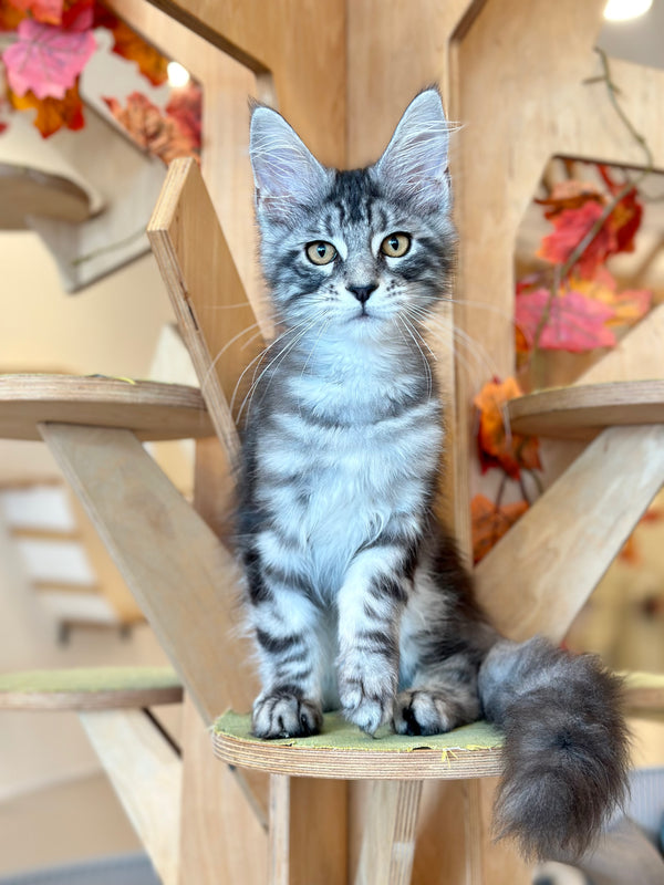 Percy Maine Coon male, black silver tabby