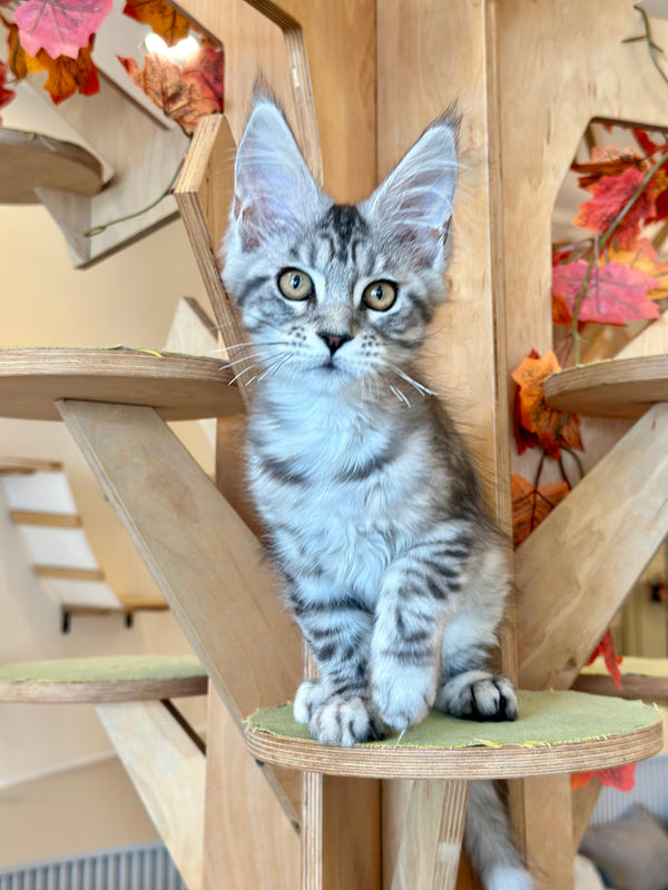 Phoebe Maine Coon female, black silver tabby
