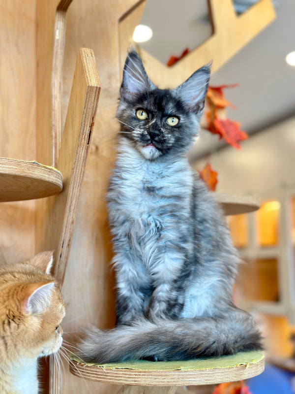 Princess Maine Coon female, black silver