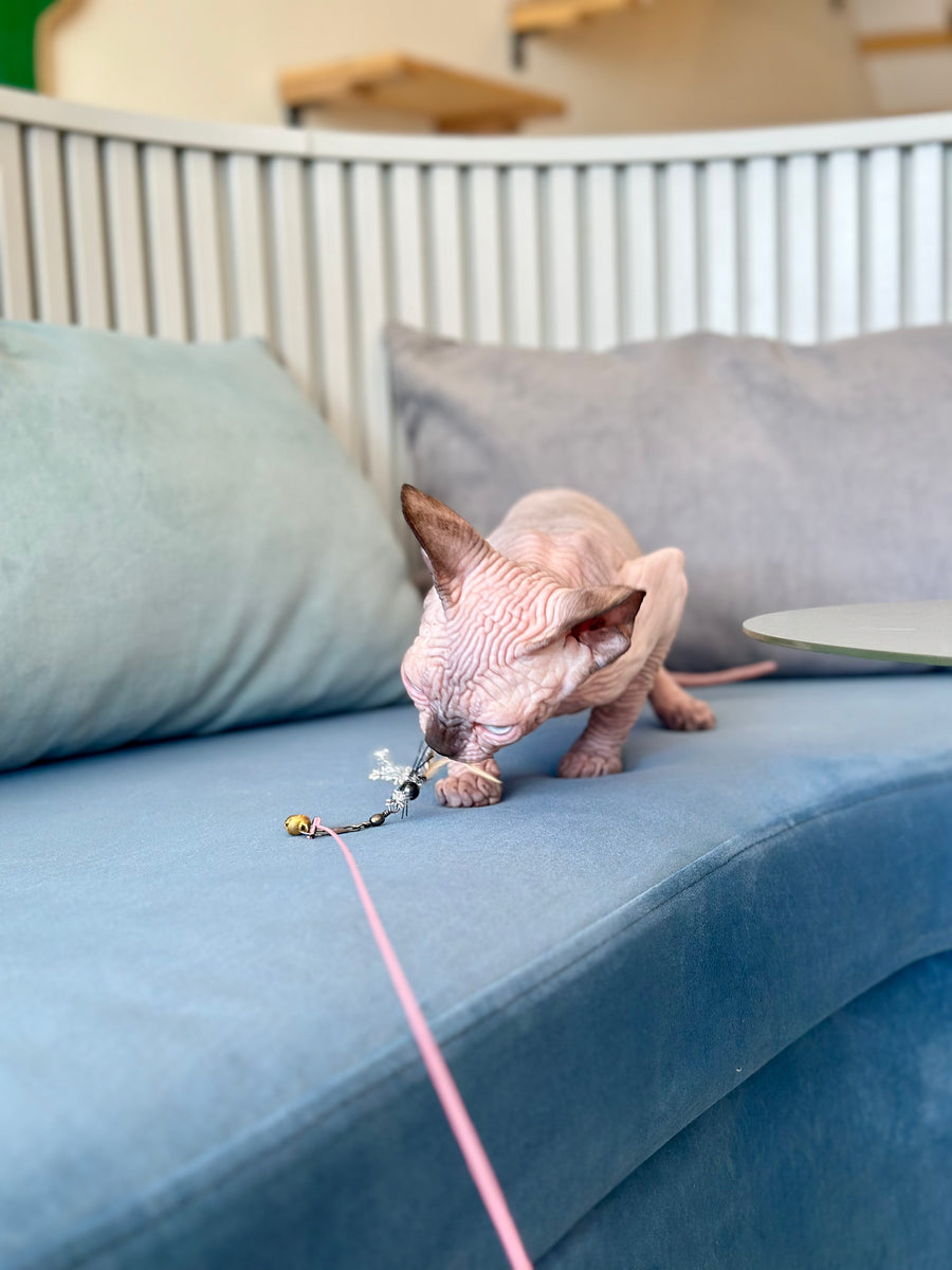 Zeno Canadian Sphynx male, seal pointed
