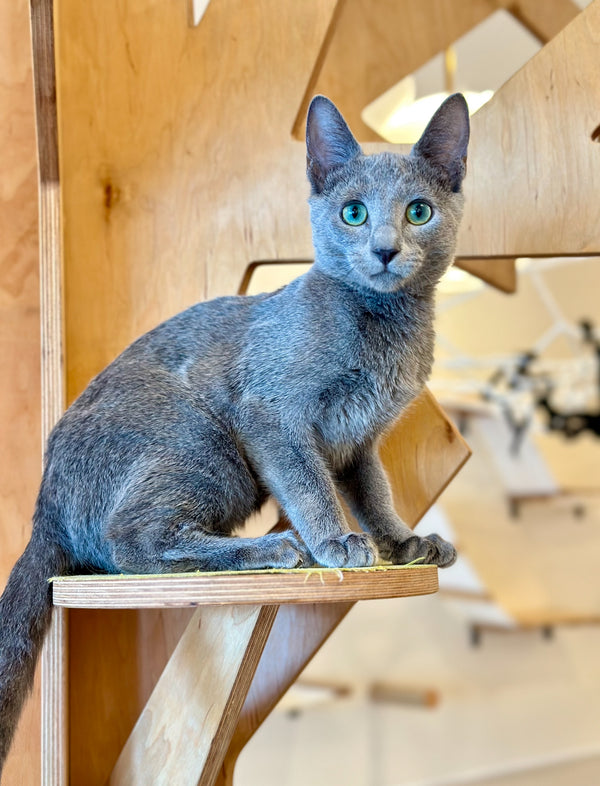 Como Russian Blue male, blue