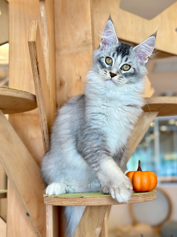 Holiday Maine Coon male, black silver ticked tabby with white