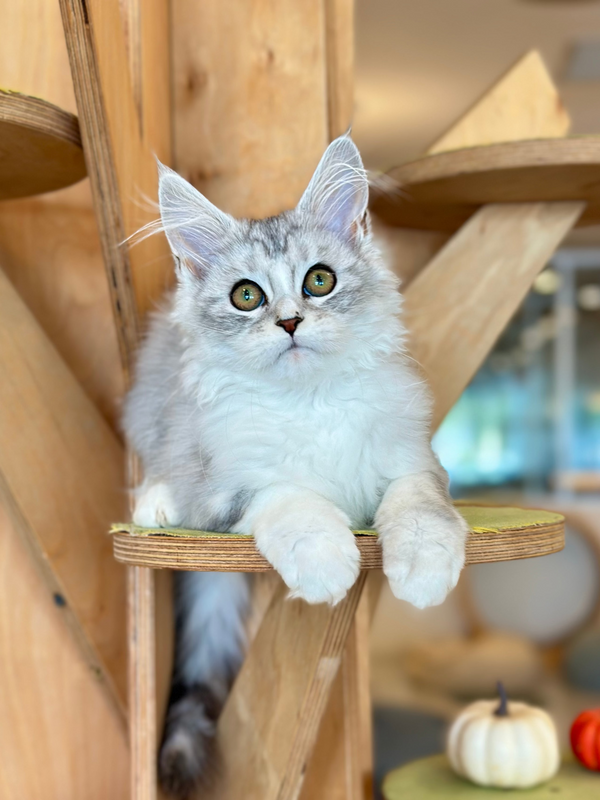 Happy Maine Coon female, black silver ticked tabby with white