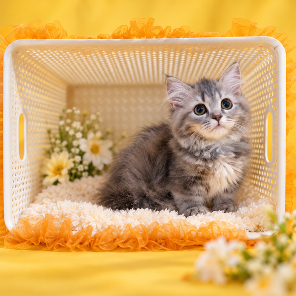 Iriska Munchkin female, blue tortie