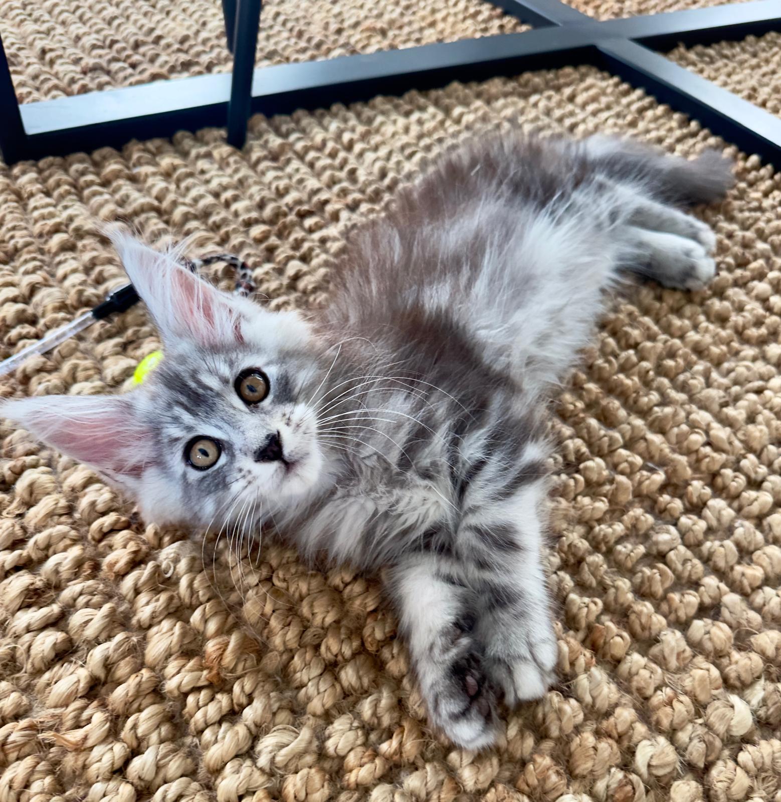 Moon Maine Coon male, black silver tabby