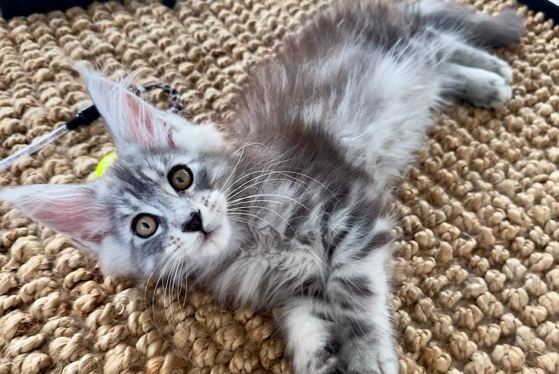 Moon Maine Coon male, black silver tabby