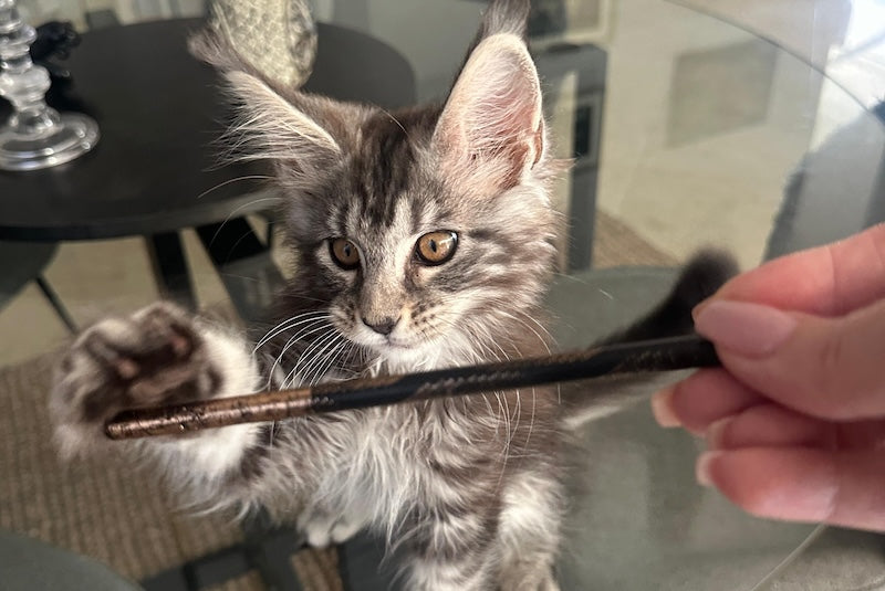 Blacky Maine Coon male, black silver tabby