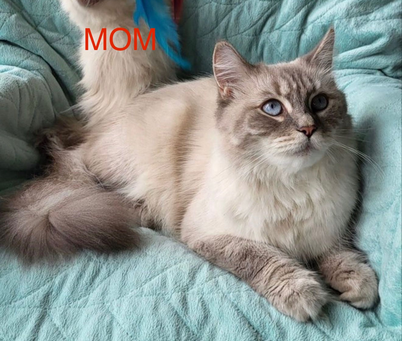 Boston Siberian male, blue tabby pointed