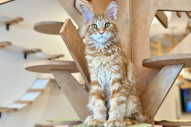 Mars Maine Coon polydactyl male, red tabby