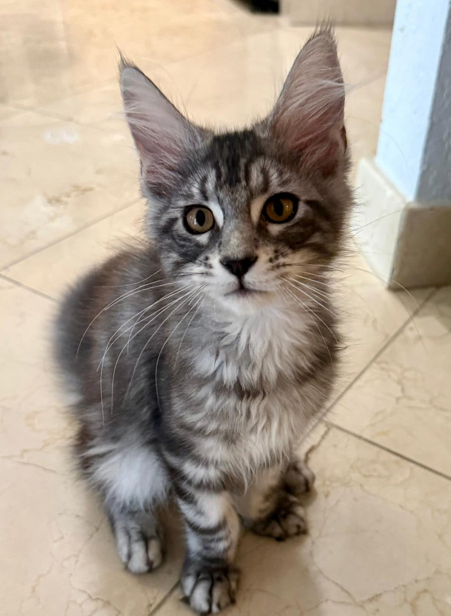 Percy Maine Coon male, black silver tabby