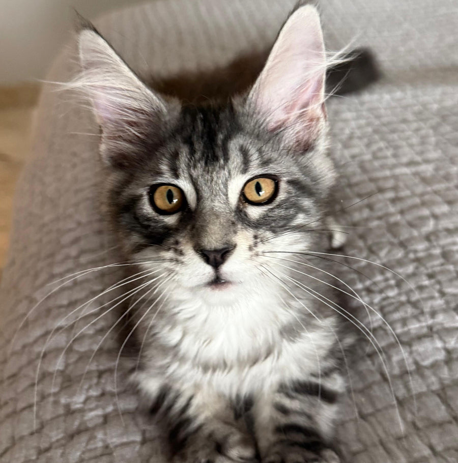 Percy Maine Coon male, black silver tabby