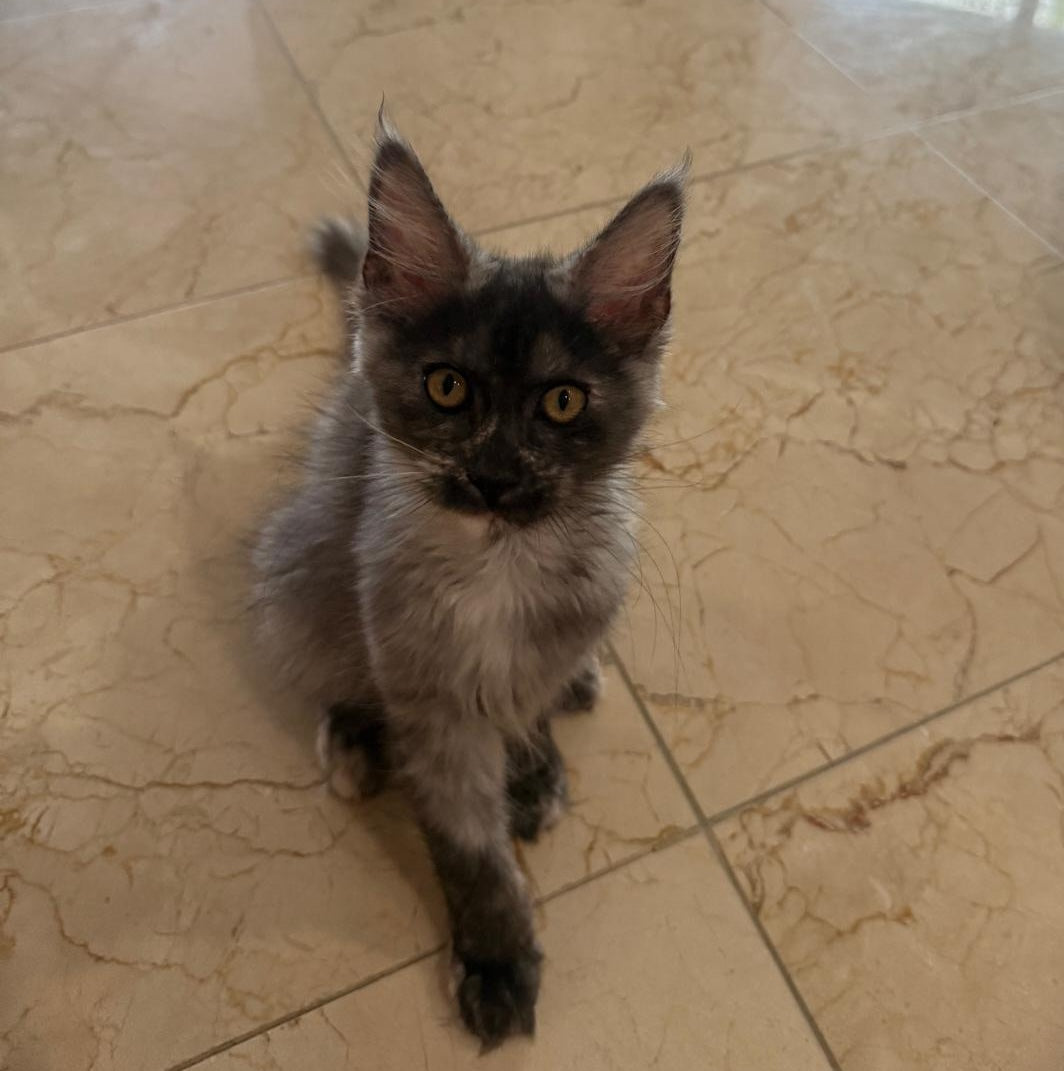 Princess Maine Coon female, black silver