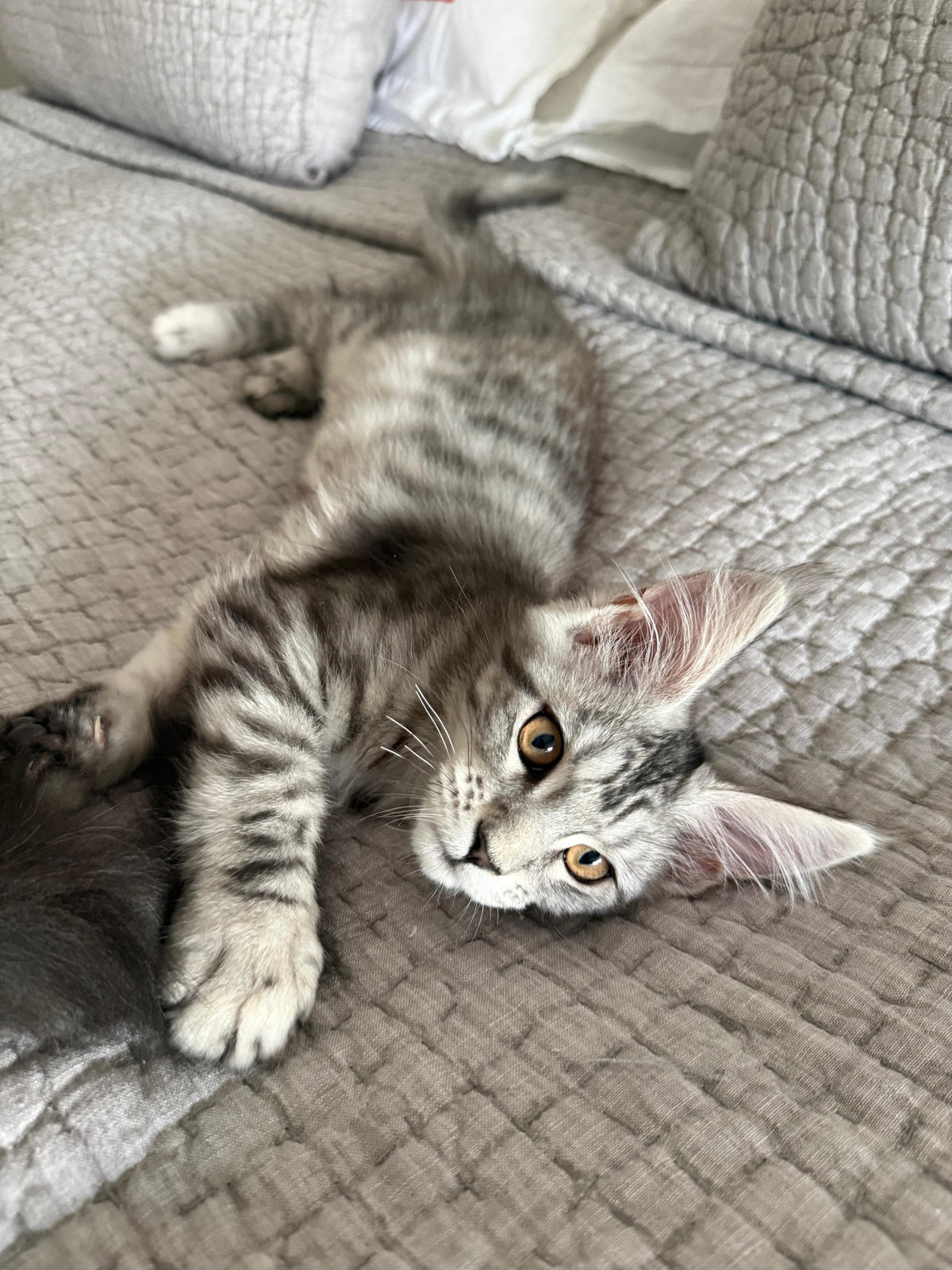 Phoebe Maine Coon female, black silver tabby