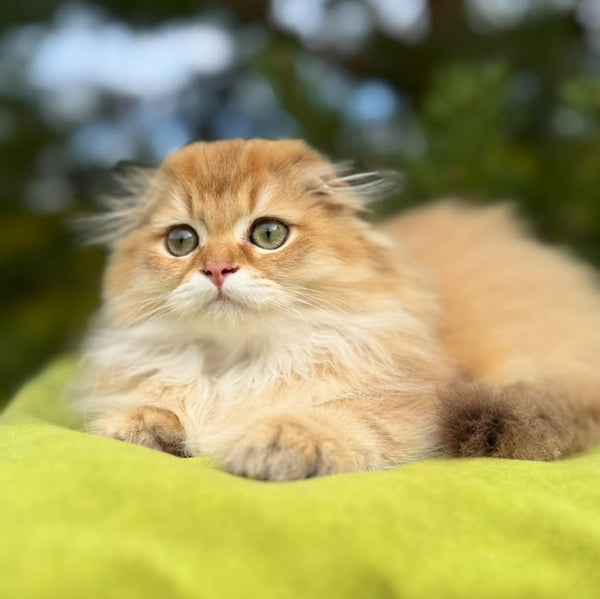 Jessica Scottish Fold female, chocolate golden shaded