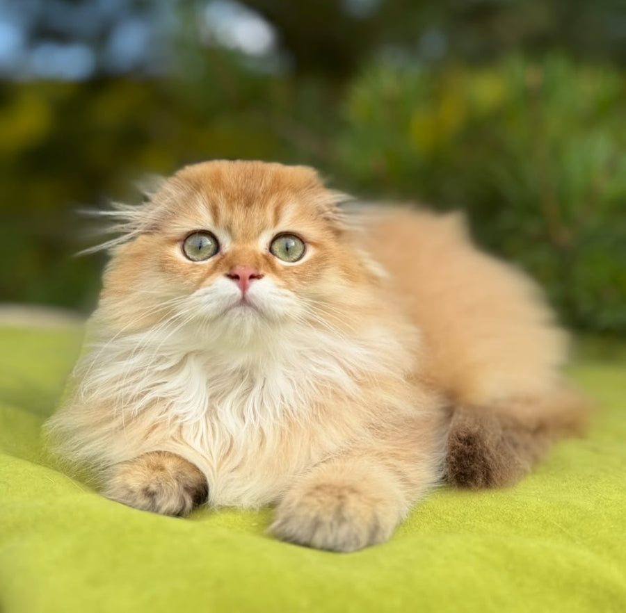 Jessica Scottish Fold female, chocolate golden shaded
