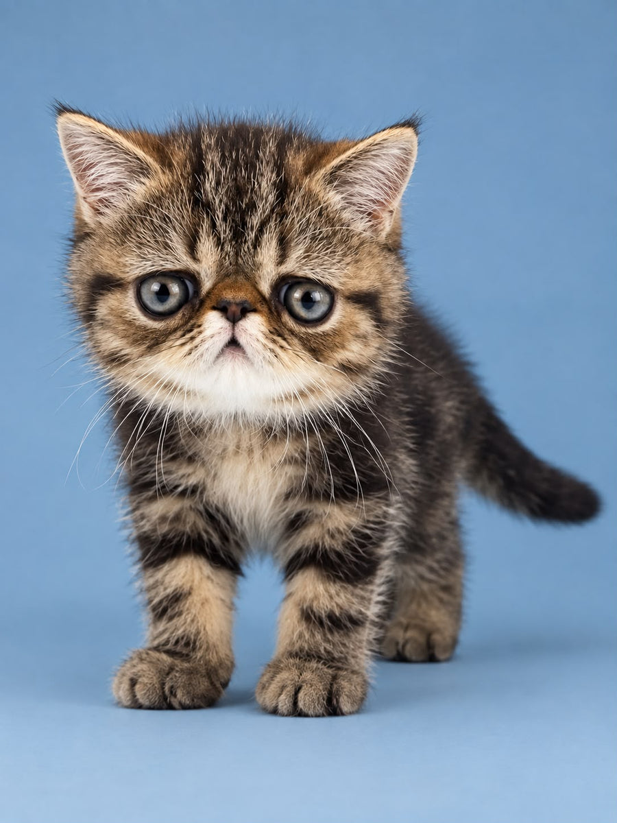 Tiger Exotic male, brown tabby