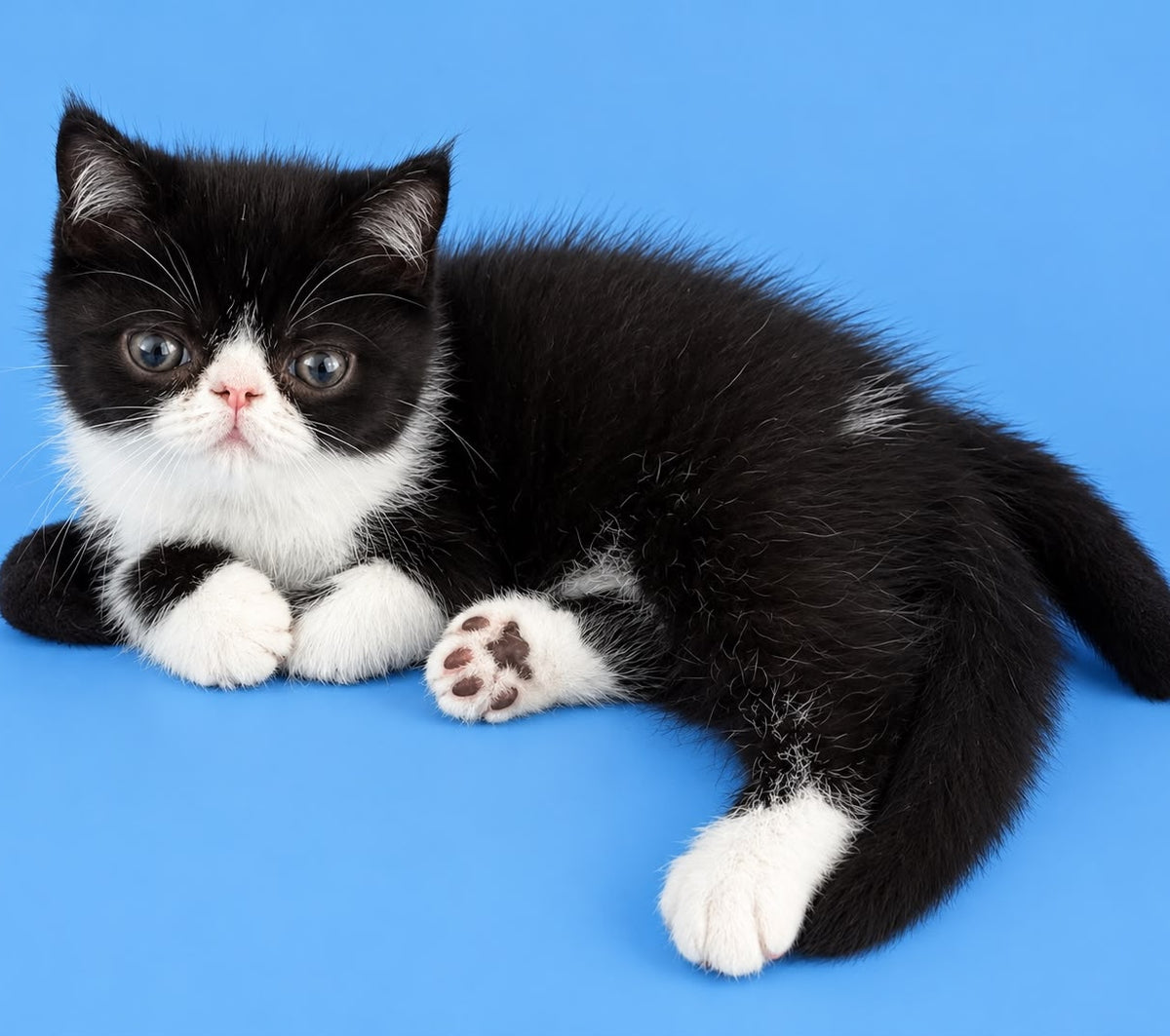 Penguin Exotic male, black with white