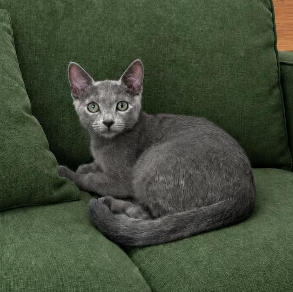 Senpolia Russian Blue female, blue