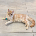 Samantha L.
