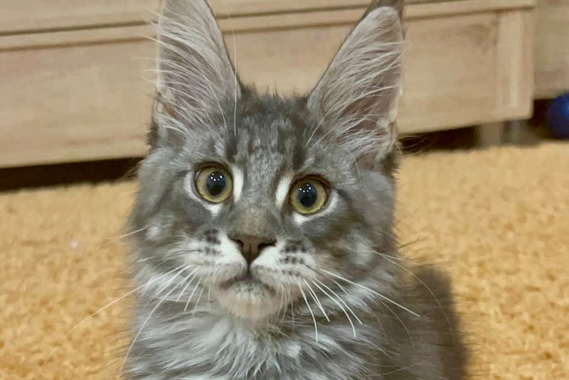 Erevan Maine Coon male, blue tabby