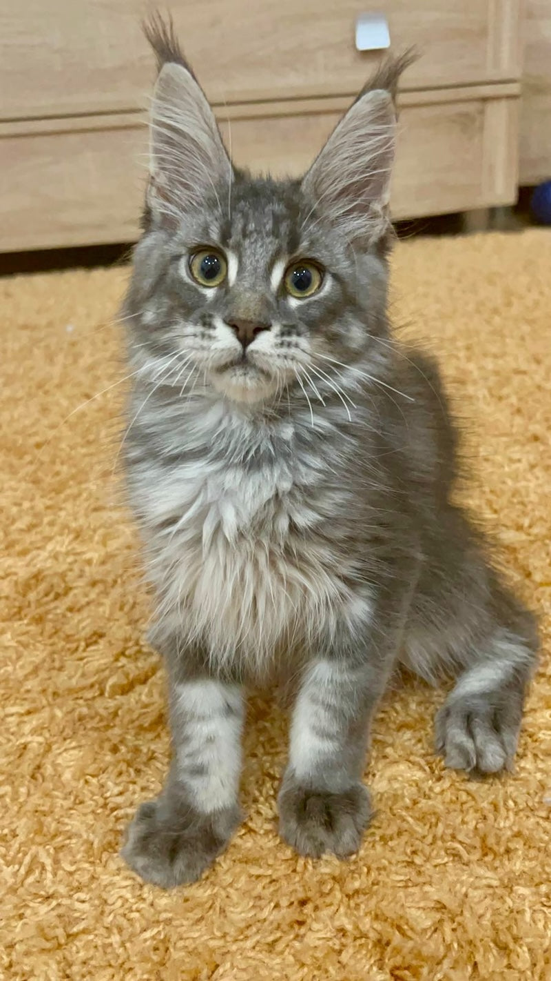 Erevan Maine Coon male, blue tabby