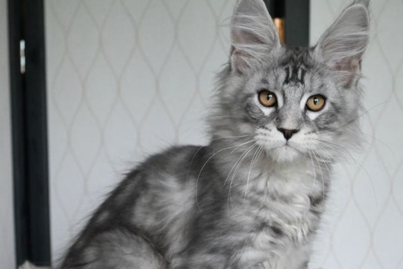 Timy Maine Coon male, black silver tabby