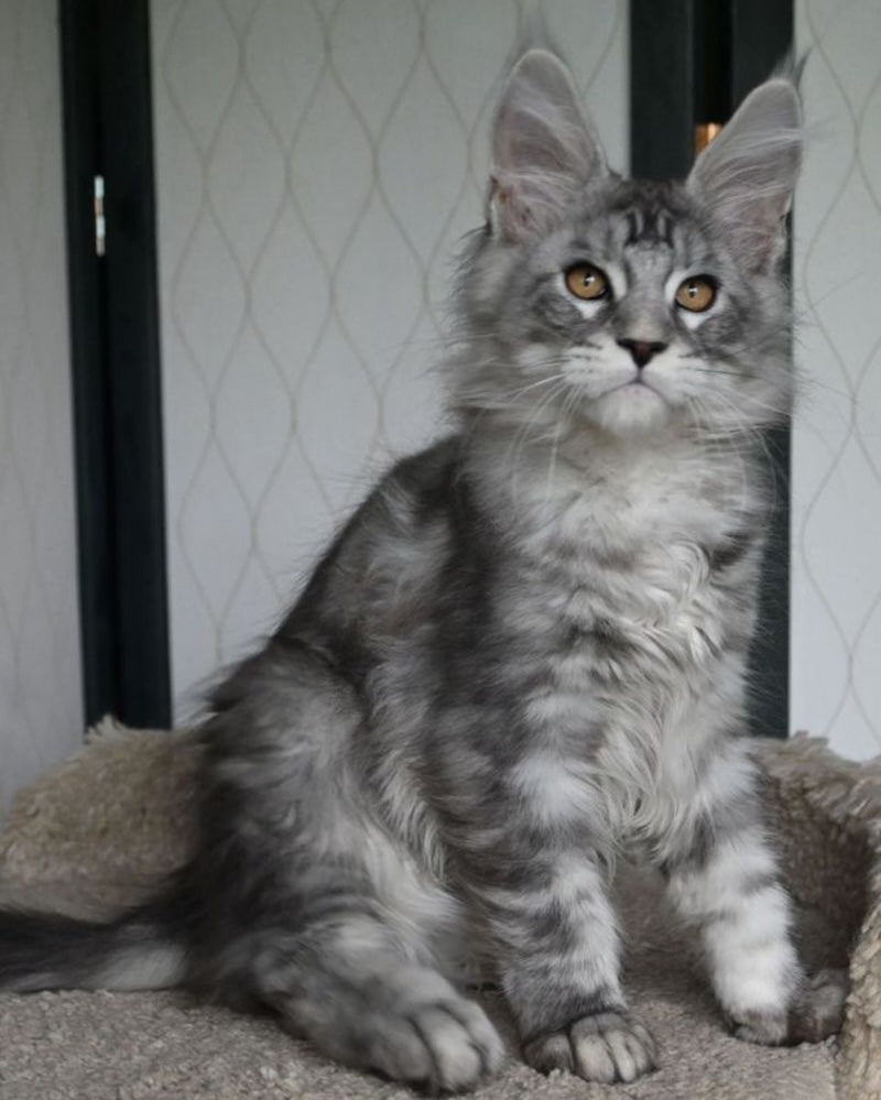Timy Maine Coon male, black silver tabby
