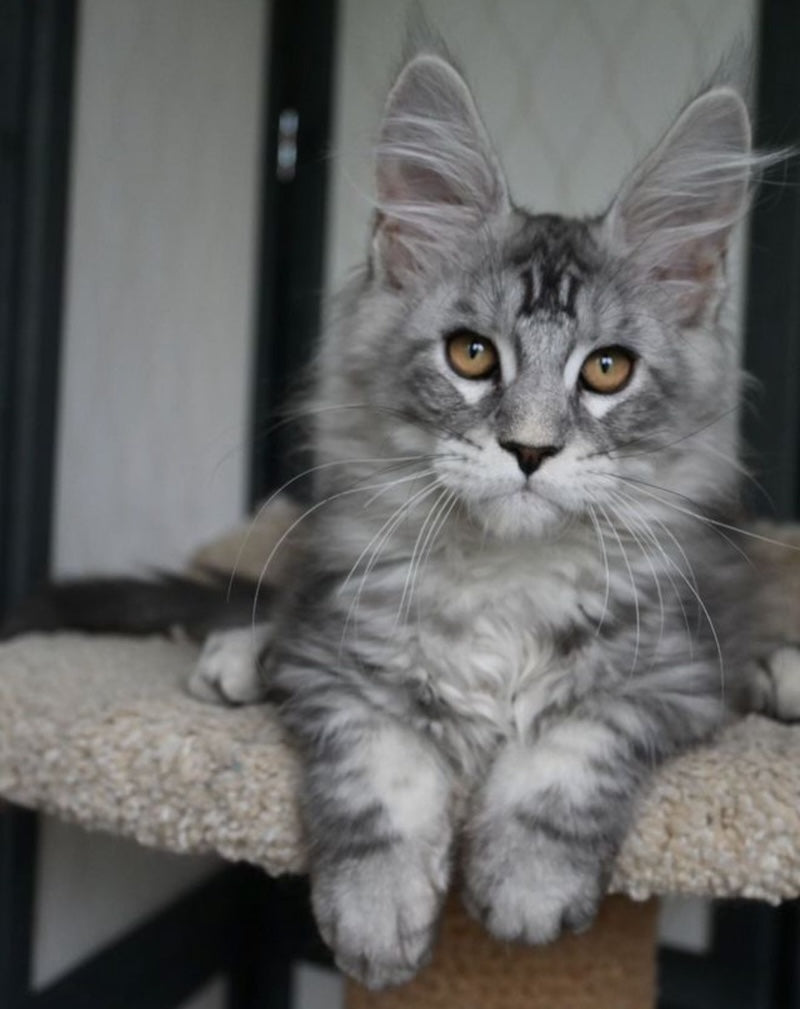 Timy Maine Coon male, black silver tabby