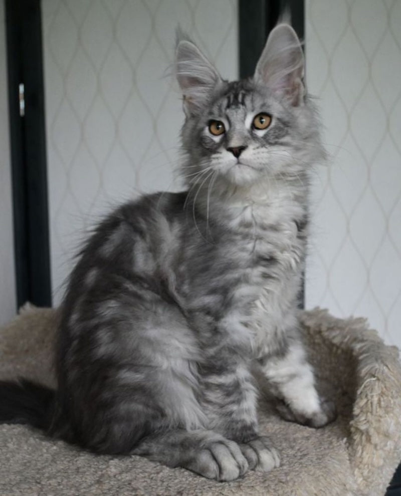 Timy Maine Coon male, black silver tabby