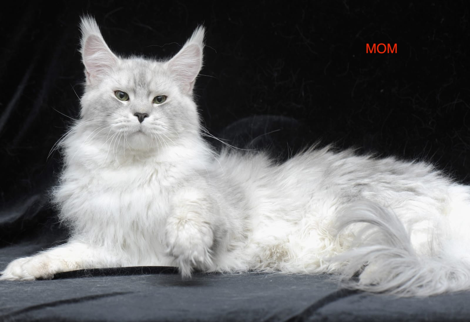 Alan Jr Maine Coon male, black silver tabby