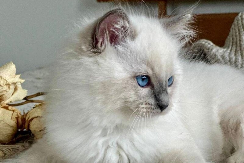 Palermo Ragdoll male, blue mitted