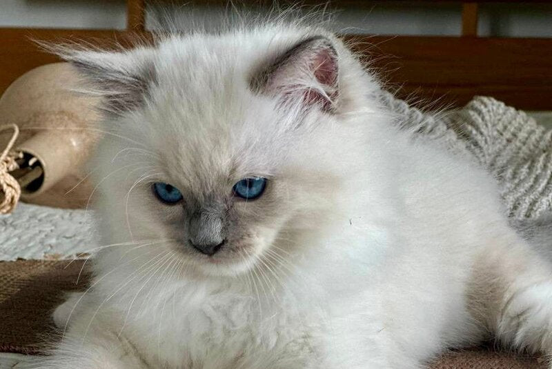 Palermo Ragdoll male, blue mitted