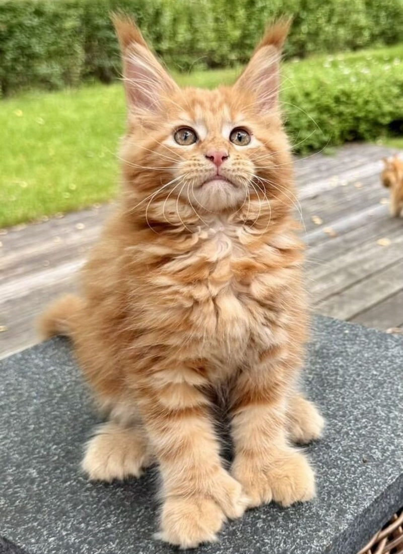 Rodriguez Maine Coon polydactyl male, red tabby