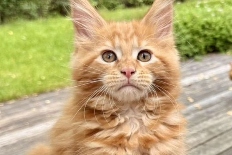 Rodriguez Maine Coon polydactyl male, red tabby