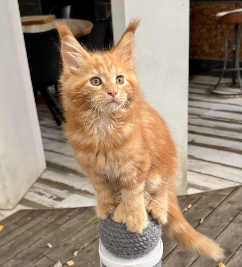 Rodriguez Maine Coon polydactyl male, red tabby