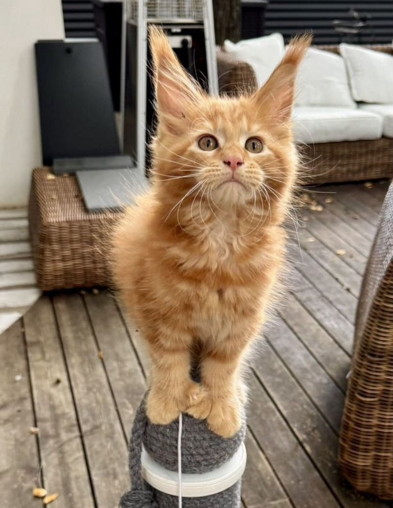Rodriguez Maine Coon polydactyl male, red tabby