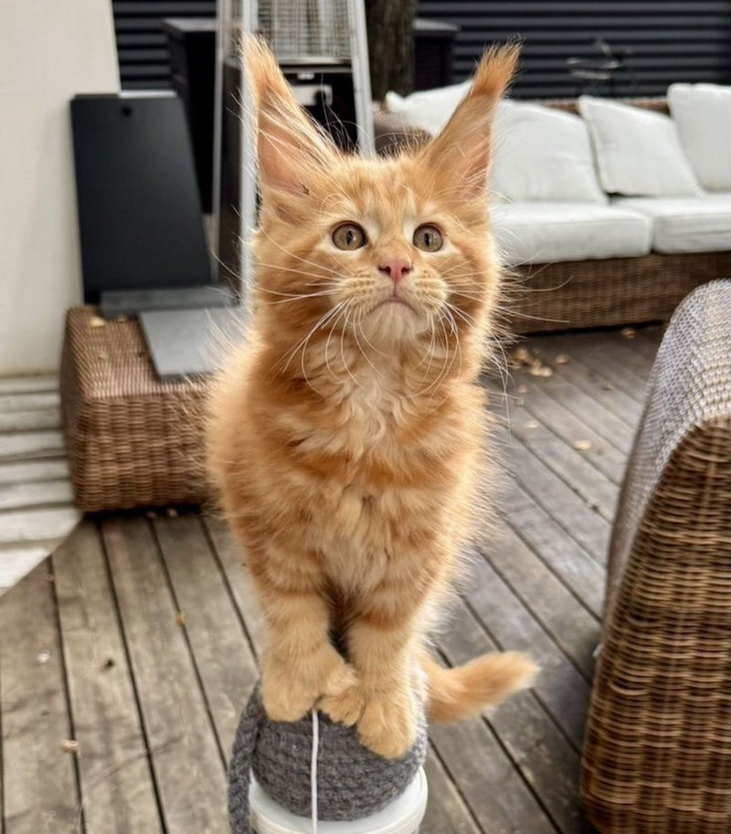 Rodriguez Maine Coon polydactyl male, red tabby