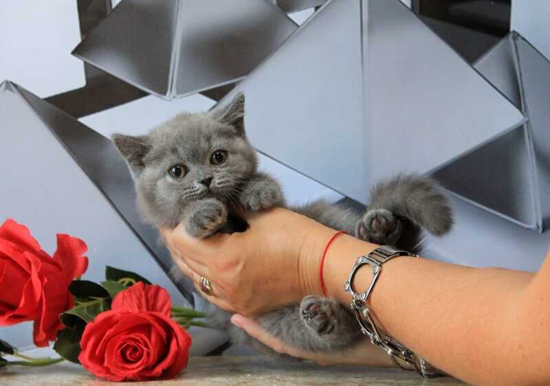 Darina British Shorthair female, blue