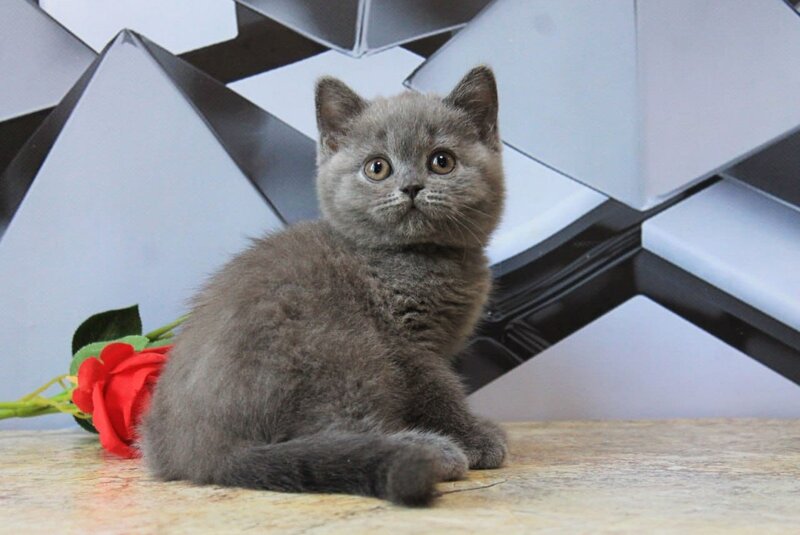 Darina British Shorthair female, blue