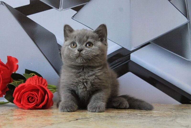 Darina British Shorthair female, blue