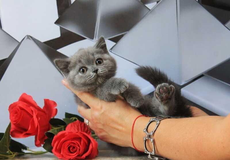 Darina British Shorthair female, blue