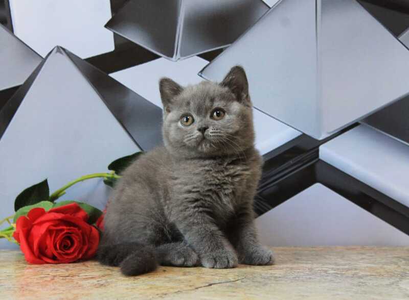 Darina British Shorthair female, blue