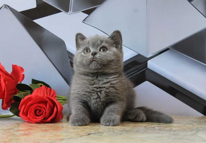 Darina British Shorthair female, blue