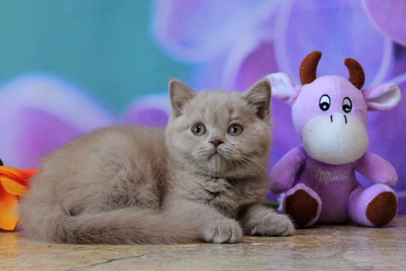 Dayna British Shorthair female, lilac